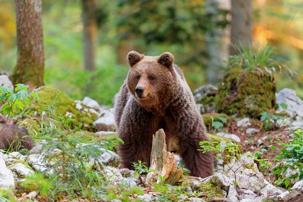 ヒグマ 野生のヒグマとの密接な出会い 食べ物を探し スロベニアのノトランスカ地域の森や山で食べる — ストック写真