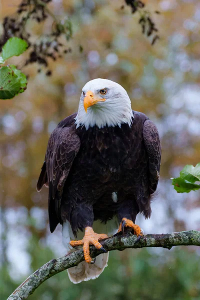 Bald Eagle American Eagle Haliaeetus Leucocephalus South Netherlands Rainy Day — Stockfoto
