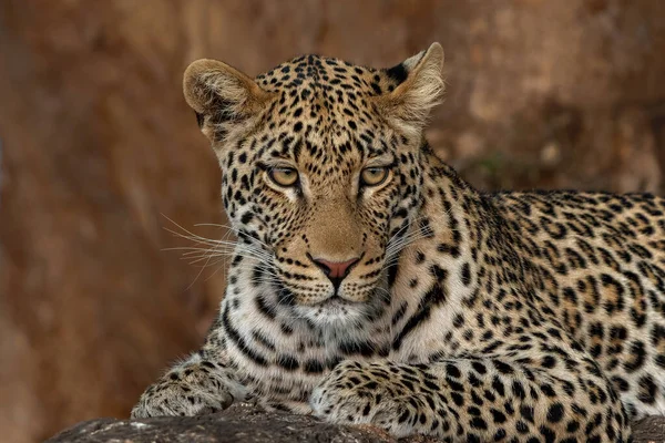 Leopardo Panthera Pardus Descansando Gran Árbol Marula Reserva Caza Mashatu — Foto de Stock