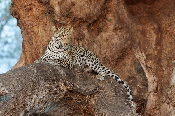 Leopardo Panthera Pardus Descansando Gran Árbol Marula Reserva Caza Mashatu — Foto de Stock