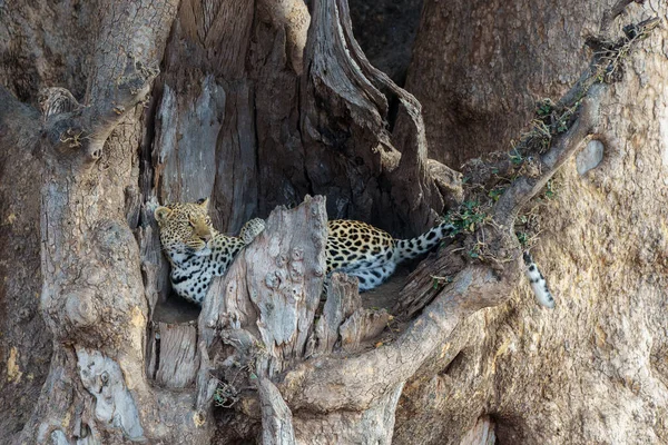 Luipaard Panthera Pardus Rustend Een Grote Marula Boom Mashatu Natuurreservaat — Stockfoto