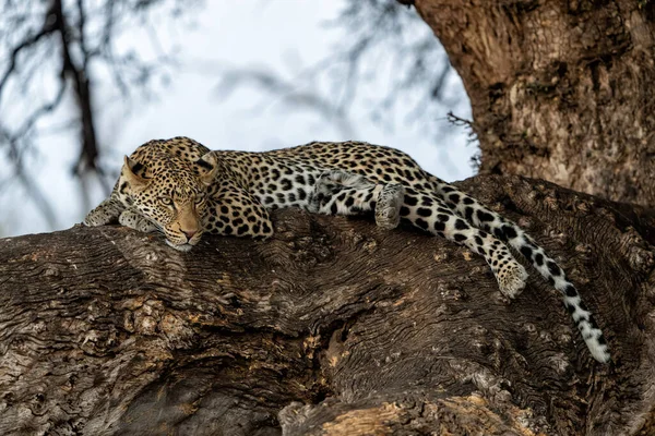 Leopardo Panthera Pardus Adagiato Grande Albero Marula Nella Riserva Mashatu — Foto Stock