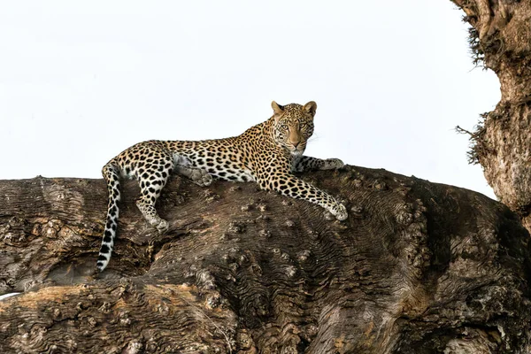 Luipaard Panthera Pardus Rustend Een Grote Marula Boom Mashatu Natuurreservaat — Stockfoto