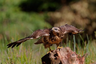 Hollanda 'nın Noord Brabant ormanında yiyecek arayan Akbaba (Buteo buteo). Yeşil orman arka planı