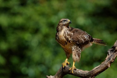 Hollanda 'nın Noord Brabant ormanında yiyecek arayan Akbaba (Buteo buteo). Yeşil orman arka planı