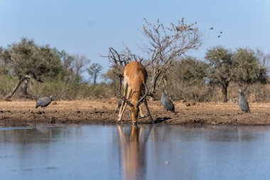 Impala, Botswana 'daki Tuli Bloğundaki Mashatu Oyun Barınağı' nda su içmek için geliyor.                                 