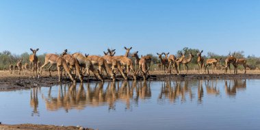 Impala, Botswana 'daki Tuli Bloğundaki Mashatu Oyun Barınağı' nda su içmek için geliyor.                                 
