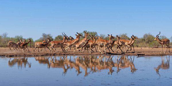 Impala coming for drinking at a waterhole in Mashatu Game Reserve in the Tuli Block in Botswana                                 