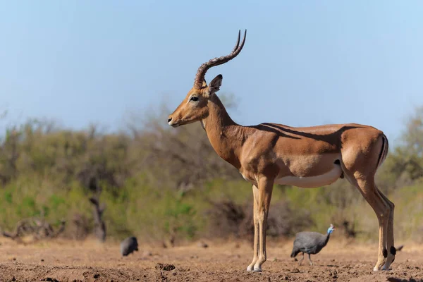 Impala Coming Drinking Waterhole Mashatu Game Reserve Tuli Block Botswana — Stock Photo, Image