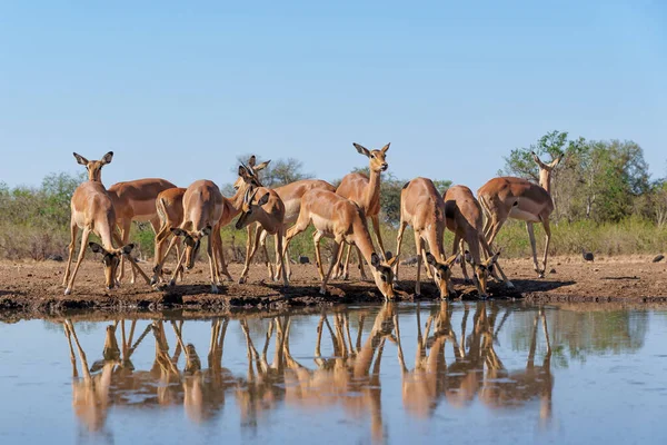 Impala Datang Untuk Minum Sebuah Mata Air Mashatu Game Reserve — Stok Foto
