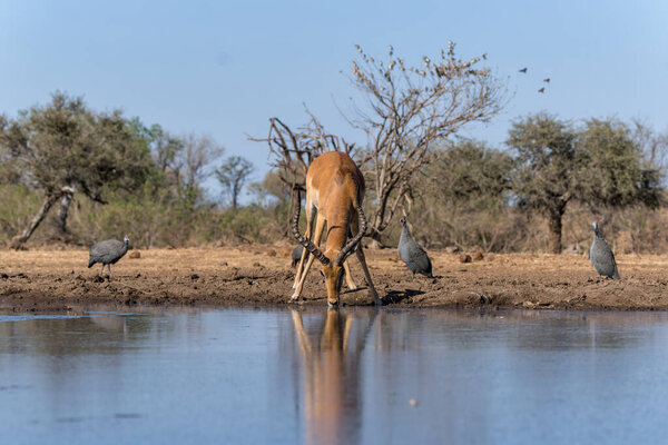 Impala coming for drinking at a waterhole in Mashatu Game Reserve in the Tuli Block in Botswana                                 
