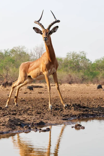 Impala Coming Drinking Waterhole Mashatu Game Reserve Tuli Block Botswana — Stock Photo, Image