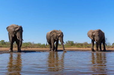 Botsvana 'daki Tuli Bloğundaki Mashatu Oyun Barınağı' nda su birikintisinde su içen filler görülüyor.                             