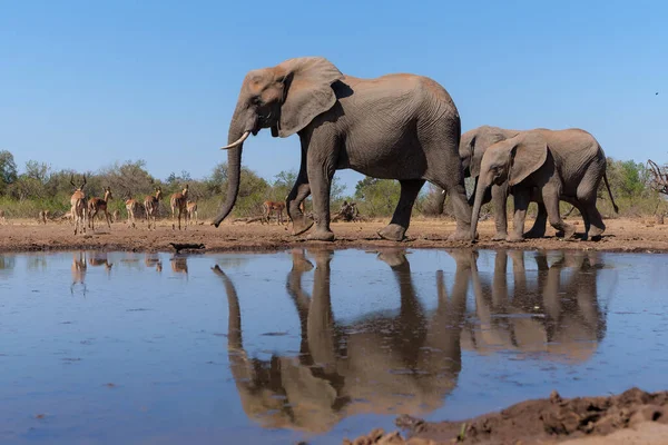 Gajah Minum Terlihat Dari Sudut Rendah Mata Air Mashatu Game — Stok Foto