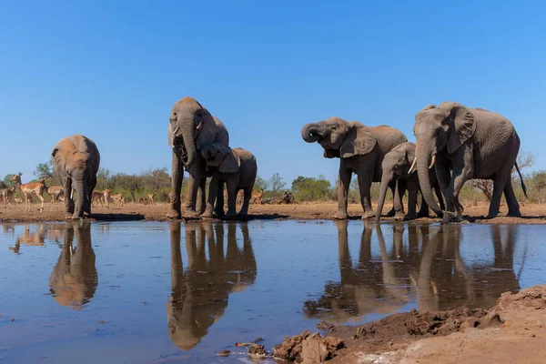 Слоны Пьют Низкого Угла Водопоя Заповеднике Машату Квартале Тули Ботсване — стоковое фото