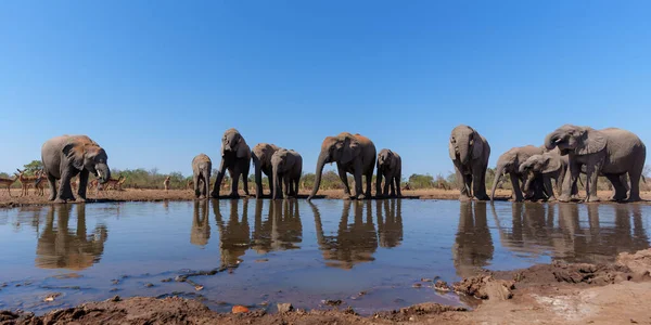Gajah Minum Terlihat Dari Sudut Rendah Mata Air Mashatu Game — Stok Foto
