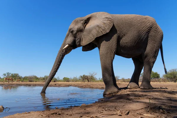 Gajah Minum Terlihat Dari Sudut Yang Rendah Sebuah Mata Air — Stok Foto