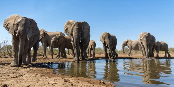 Gajah Minum Terlihat Dari Sudut Rendah Mata Air Mashatu Game — Stok Foto