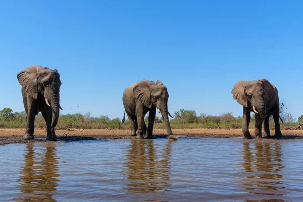 Слоны Пьют Низкого Угла Водопоя Заповеднике Машату Квартале Тули Ботсване — стоковое фото