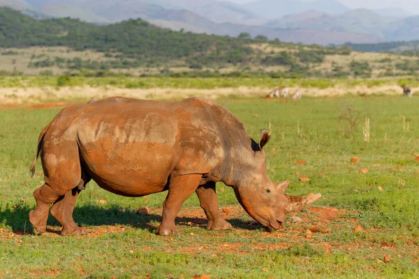 Rhinocéros Blanc Marchant Dans Les Plaines Réserve Chasse Nkomazi Près — Photo