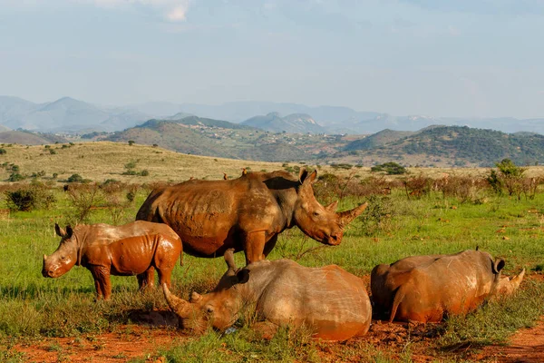 남아프리카 공화국의 플라스 근처에 평야를 코뿔소 — 스톡 사진