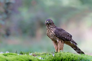 Kuzey Şahini (accipiter gentilis) Hollanda 'daki Noord Brabant ormanında yiyecek arıyor.           
