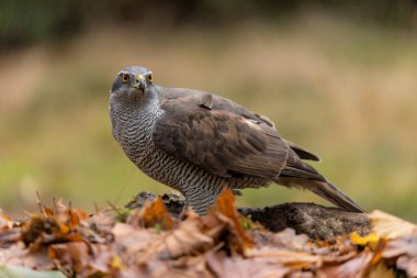 Kuzey Şahini (accipiter gentilis) Hollanda 'daki Noord Brabant ormanında yiyecek arıyor.           