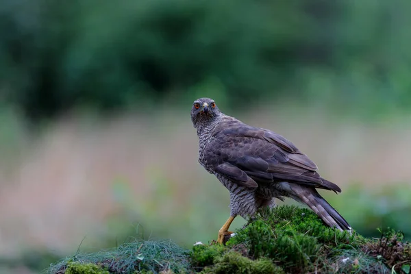 Autour Des Palombes Accipiter Gentilis Recherche Nourriture Dans Forêt Brabant — Photo