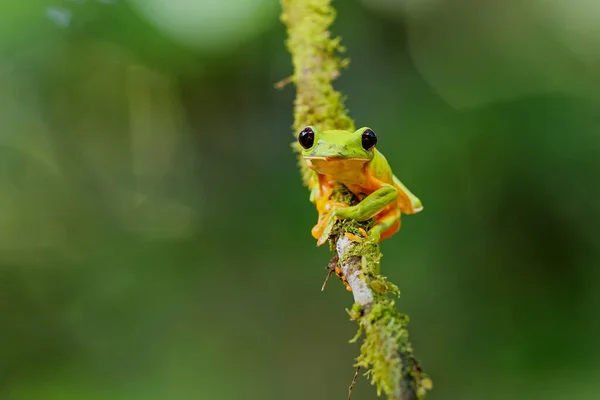 Sapo Árvore Planadora Agalychnis Spurrelli Sentado Uma Filial Perto Sarapiqui — Fotografia de Stock