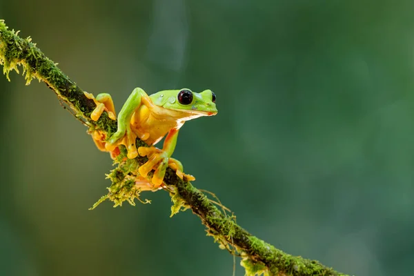 Βάτραχος Των Δέντρων Agalychnis Spurrelli Που Κάθεται Ένα Υποκατάστημα Κοντά — Φωτογραφία Αρχείου