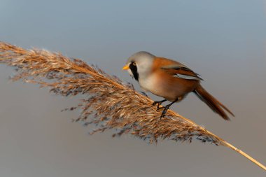 Sakallı reedling (Panurus biarmicus) erkek, Hollanda 'da kış mevsiminde öğleden sonra güneş ışığında sazlıkta tohum yiyor.