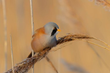Sakallı reedling (Panurus biarmicus) erkek, Hollanda 'da kış mevsiminde öğleden sonra güneş ışığında sazlıkta tohum yiyor.