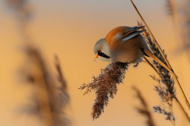 Sakallı reedling (Panurus biarmicus) erkek, Hollanda 'da kış mevsiminde öğleden sonra güneş ışığında sazlıkta tohum yiyor.