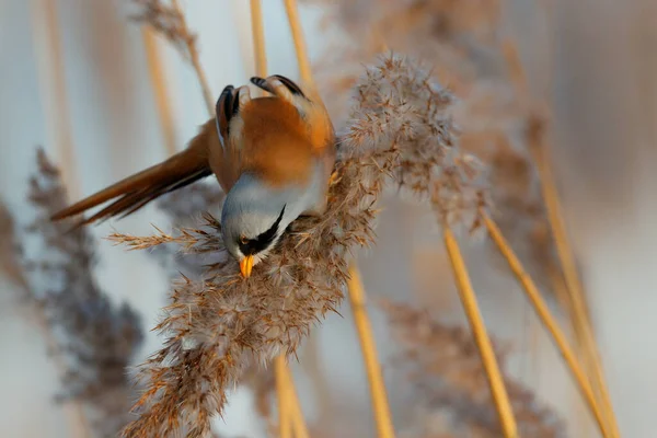 Reedling Panurus Biarmicus Samiec Jedzący Nasiona Trzcinie Późnym Popołudniem Okresie — Zdjęcie stockowe