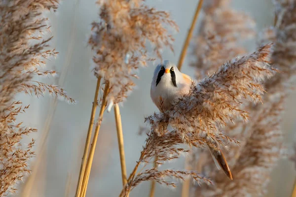 Αρσενικό Γενειάδα Panurus Biarmicus Που Τρώει Σπόρους Στο Καλάμι Αργά — Φωτογραφία Αρχείου