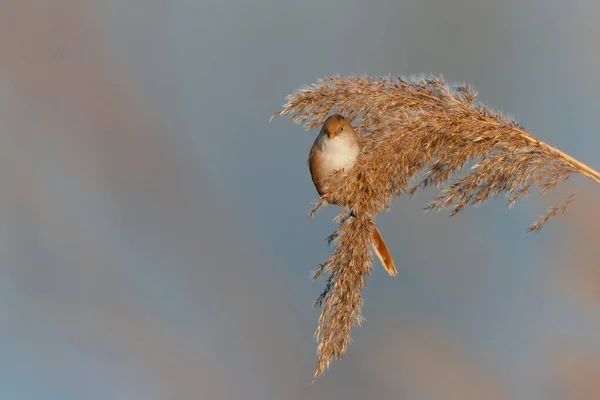 Bearded Reedling Panurus Biarmicus Female Eating Seeds Reed Late Afternoon — Fotografia de Stock