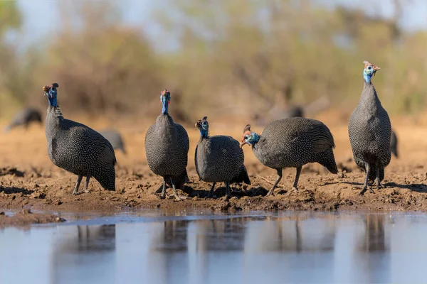 Pintade Casquée Numida Meleagris Venant Dans Trou Eau Pour Eau — Photo