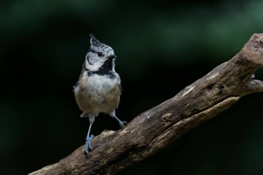 European Crested Tit or simply crested tit (Lophophanes cristatus) sitting on a branch  in the forest in the Netherlands