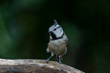 European Crested Tit or simply crested tit (Lophophanes cristatus) sitting on a branch  in the forest in the Netherlands