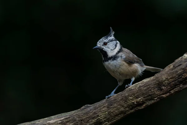 European Crested Tit Simply Crested Tit Lophophanes Cristatus Sitting Branch — Photo