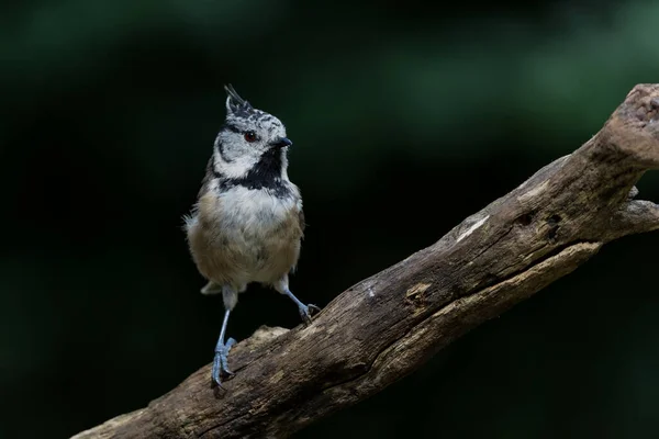 European Crested Tit Simply Crested Tit Lophophanes Cristatus Sitting Branch —  Fotos de Stock