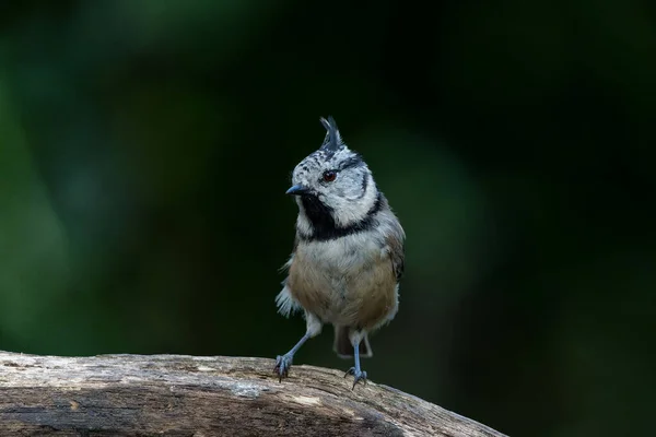 European Crested Tit Simply Crested Tit Lophophanes Cristatus Sitting Branch — Zdjęcie stockowe