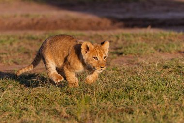 Kenya 'daki Masai Mara Oyun Rezervi' nde koşan ve oynayan aslan yavruları.