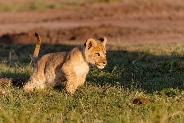 Lwie Młode Biegają Bawią Się Rezerwacie Masai Mara Kenii — Zdjęcie stockowe