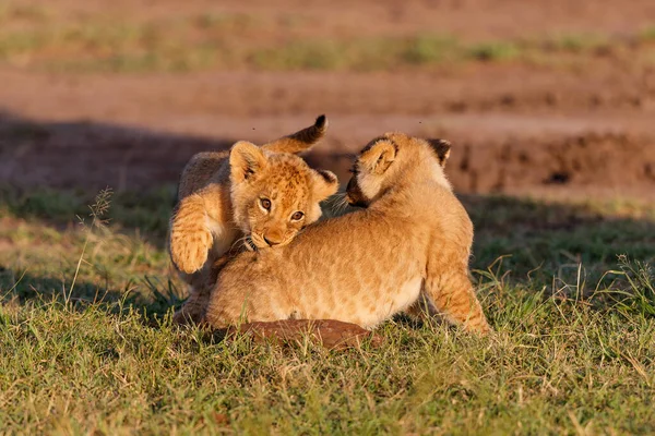 Lion Cubs Running Playing Masai Mara Game Reserve Kenya — 图库照片