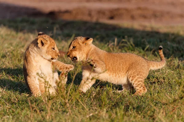 Lion Cubs Running Playing Masai Mara Game Reserve Kenya — Stockfoto