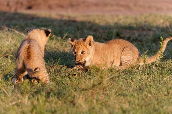 Cachorros Leones Corriendo Jugando Reserva Caza Masai Mara Kenia —  Fotos de Stock