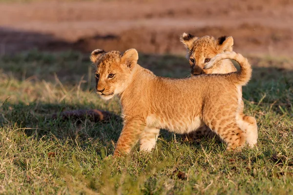 Lion Cubs Running Playing Masai Mara Game Reserve Kenya — Fotografia de Stock