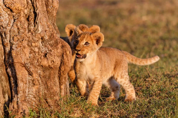 Lion Cubs Running Playing Masai Mara Game Reserve Kenya — Fotografia de Stock