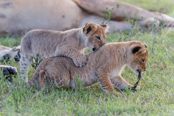 Filhotes Leão Correndo Jogando Reserva Masai Mara Game Quênia — Fotografia de Stock